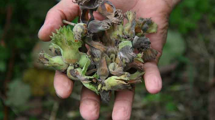 Türkiye 5 ayda 77 bin tondan fazla fındık ihraç etti