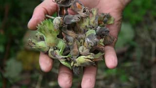 Türkiye 5 ayda 77 bin tondan fazla fındık ihraç etti