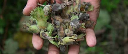 Türkiye 5 ayda 77 bin tondan fazla fındık ihraç etti