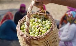 Türkiye'de bu yıl zeytin ve zeytinyağı üretiminde rekor bekleniyor