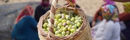 Türkiye'de bu yıl zeytin ve zeytinyağı üretiminde rekor bekleniyor