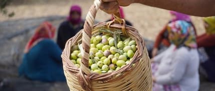 Türkiye'de bu yıl zeytin ve zeytinyağı üretiminde rekor bekleniyor
