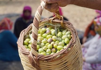 Türkiye'de bu yıl zeytin ve zeytinyağı üretiminde rekor bekleniyor