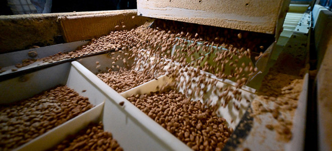 Türkiye 'helal kedi ve köpek maması' ihracatından 150 milyon dolar kazandı