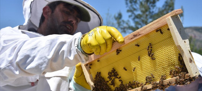 Türkiye'nin balı geçtiğimiz yıl 51 ülkenin sofrasında yer aldı