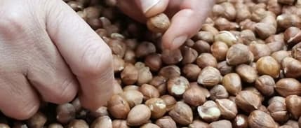 Türkiye'nin fındık ihracatının yüzde 37'si Trabzon'dan yapıldı