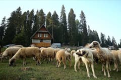 Türkiye'nin hayvancılık karnesi açıklandı