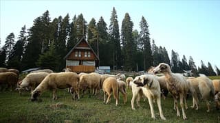 Türkiye'nin hayvancılık karnesi açıklandı
