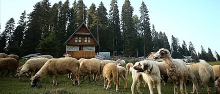 Türkiye'nin hayvancılık karnesi açıklandı