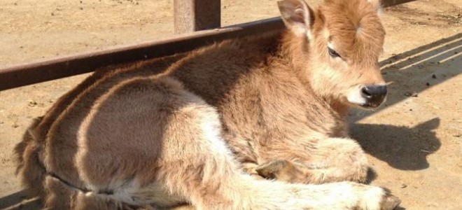 Türkiye'nin Klonlanan İlk Sığırları Tekirdağ'a Getirildi
