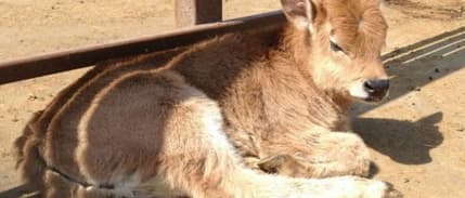 Türkiye'nin Klonlanan İlk Sığırları Tekirdağ'a Getirildi