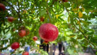 Türkiye'nin nar ihracatı 162 milyon doları aştı