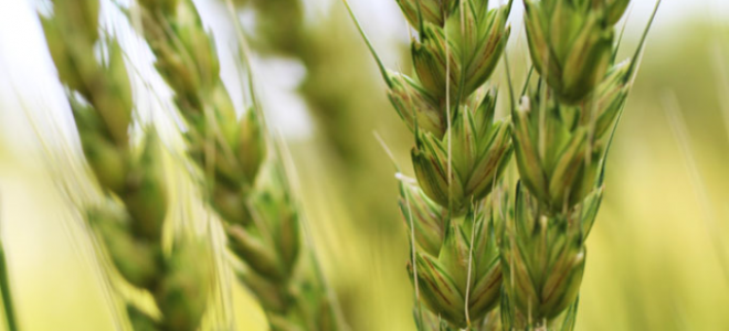 Türkiye Pirinç İthal Etmek Zorunda Kalmayacak