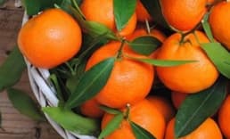 Turunçgillerde İhracat Şampiyonu Mandalina