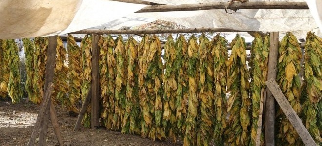 Tütün ihracatında 7 yıl sonra 1 milyar dolar sınırı aşıldı