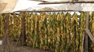 Tütün ihracatında 7 yıl sonra 1 milyar dolar sınırı aşıldı