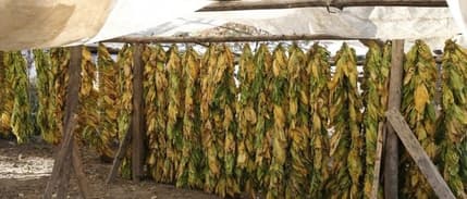 Tütün ihracatında 7 yıl sonra 1 milyar dolar sınırı aşıldı