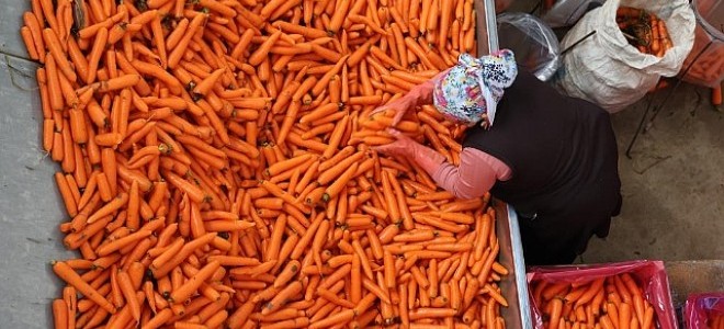 TZOB açıkladı: Havuçta üretici-market makası %256 oldu