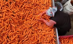 TZOB açıkladı: Havuçta üretici-market makası %256 oldu