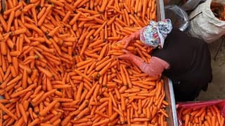 TZOB açıkladı: Havuçta üretici-market makası %256 oldu