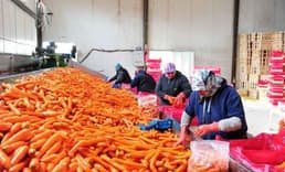 TZOB açıkladı: Havuçta üretici-market makası %420 oldu