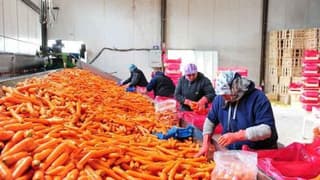 TZOB açıkladı: Havuçta üretici-market makası %420 oldu