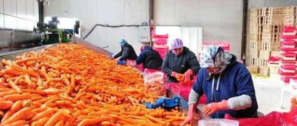 TZOB açıkladı: Havuçta üretici-market makası %420 oldu