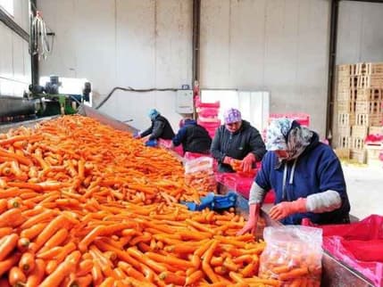 TZOB açıkladı: Havuçta üretici-market makası %420 oldu