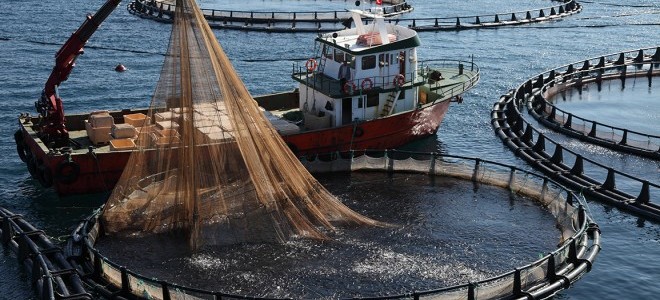 Tzob: Balıkçılığımızın Geleceğinin Kararmaması Için Sürdürülebilir Avcılık Yapılmalıdır