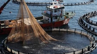 Tzob /Bayraktar: Balıkçılığın Geleceği, Balıkçıların Av Yasağına Uymalarına Bağlıdır