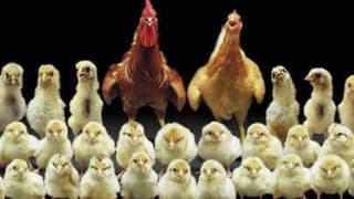 Tzob/Bayraktar: Kanatlı Sektöründe Üretim Artışı Sürüyor