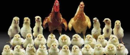 Tzob/Bayraktar: Kanatlı Sektöründe Üretim Artışı Sürüyor