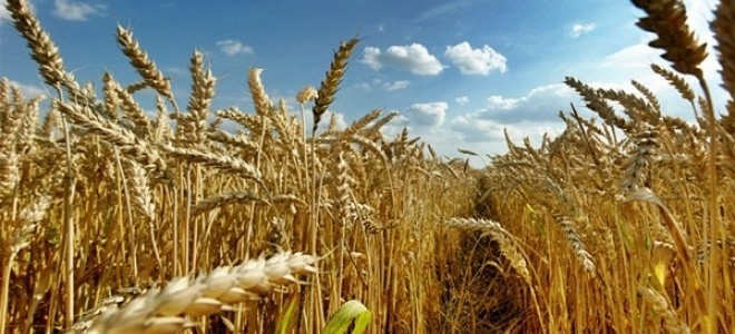 Tzob/bayraktar: Ocak Ayındaki Yağış Çiftçiyi Umutlandırdı