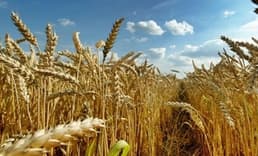 Tzob/bayraktar: Ocak Ayındaki Yağış Çiftçiyi Umutlandırdı
