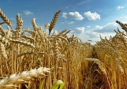 Tzob/bayraktar: Ocak Ayındaki Yağış Çiftçiyi Umutlandırdı