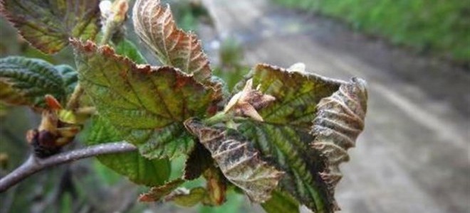 TZOB/Bayraktar: Zirai don sonrası bazı fındık bahçelerinin tamamı zarar gördü