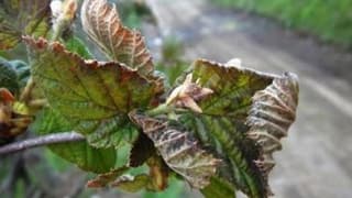 TZOB/Bayraktar: Zirai don sonrası bazı fındık bahçelerinin tamamı zarar gördü