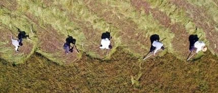 TZOB’dan emekli çiftçiler için 5 bin liralık ikramiye talebi