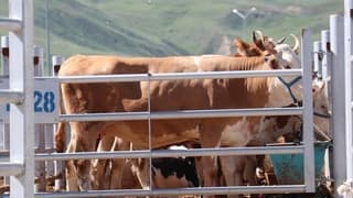 TZOB listeyi açıkladı: İl bazlı kurban fiyatları belli oldu