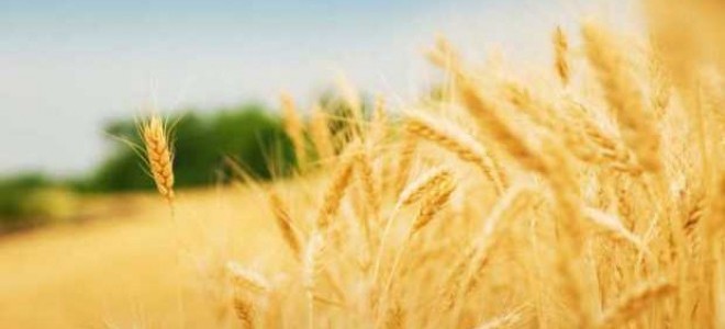 TZOB: 'Tarımda başarının sırrı kooperatifçilikte yatıyor.'