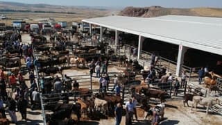 Ülke genelinde hayvan pazarları kapatıldı