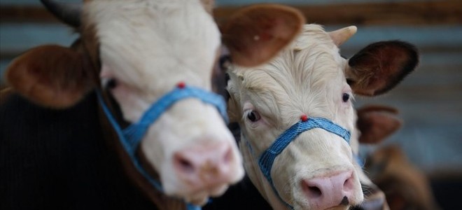 Ülke genelinde şap hastalığıyla mücadele için seferberlik başlatıldı