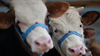 Ülke genelinde şap hastalığıyla mücadele için seferberlik başlatıldı