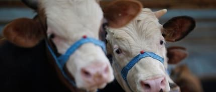 Ülke genelinde şap hastalığıyla mücadele için seferberlik başlatıldı