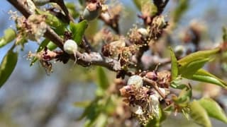 Üreticiler zirai don sonrası destek bekliyor