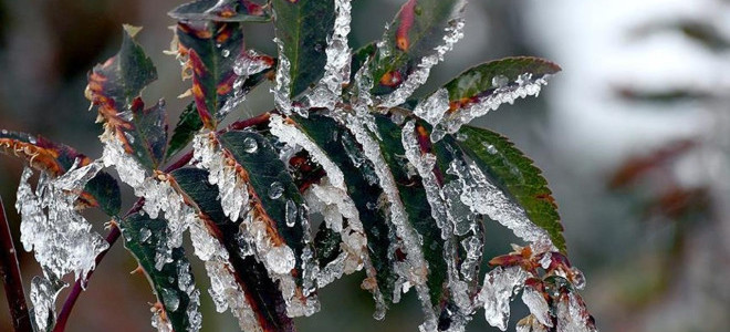 Üreticilere 221 milyon TL'lik zirai don destek ödemesi yapılacak