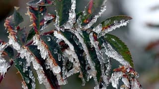 Üreticilere 221 milyon TL'lik zirai don destek ödemesi yapılacak