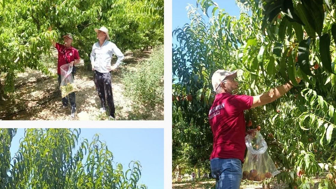 Üretim maliyeti 22 lira olan şeftali 15 liradan alıcı buluyor