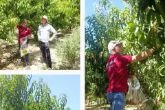 Üretim maliyeti 22 lira olan şeftali 15 liradan alıcı buluyor