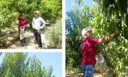 Üretim maliyeti 22 lira olan şeftali 15 liradan alıcı buluyor